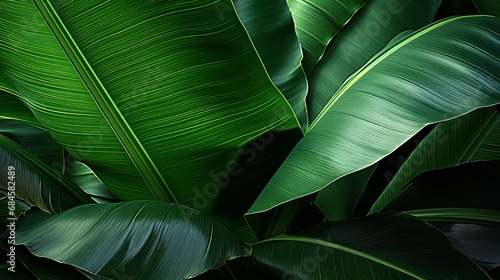 Background: lush green banana leaves in a tropical jungle. lush tropical forest, against the abstract pattern of light and shadow, natural background, seamless banner offers copy space