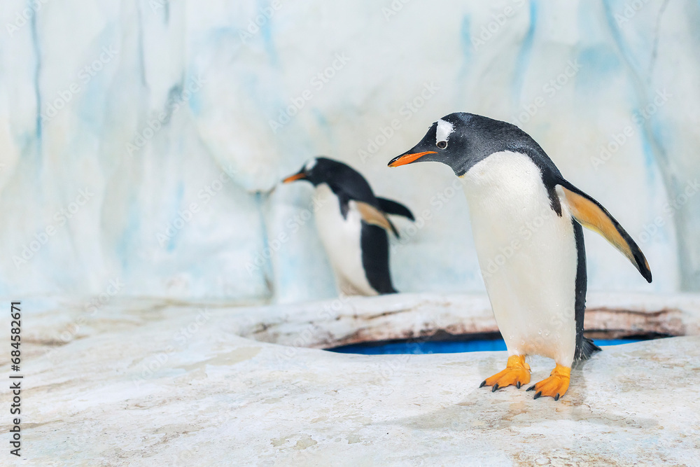 Fototapeta premium Penguin standing on the rock in aquarium