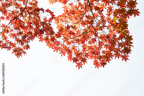 red and yellow autumn tree