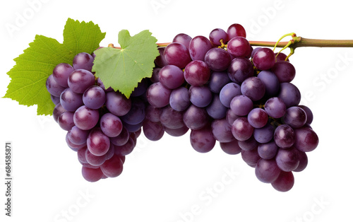 Grapevine Wonders Exploring Grape Varieties on White or PNG Transparent Background