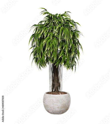 Ficus Alii tree in pot. Ficus alii Amstel Queen or Long Leaf Ficus photo