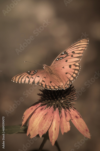 Butterfly and Corn Flower