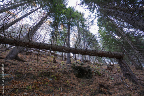 Fallen trees in a pine and spruce forest.