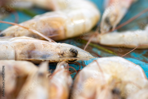 Shrimps, freshly cathed, on sale on the Negombo Fish market photo