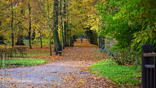 Autumn leaves blanket a walkway, bordered by vacant benches and trees. Morning light brings a warm ambiance.