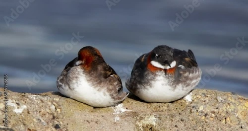 Two red-necked phalarope (Phalaropus lobatus), also known as the northern phalarope and hyperborean phalarope resting on a stone in a pond.