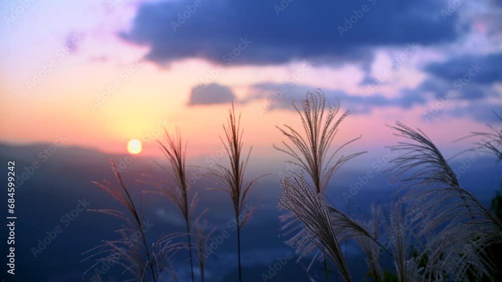 The background is sunset, with miscanthus flowers shot against the light. Hiking and climbing in winter to enjoy Taiwan’s natural scenery and fresh air. The background is sunset, with miscanthus flowers shot against the light. Hiking and climbing in winter to enjoy Taiwan’s natural scenery and fresh air.