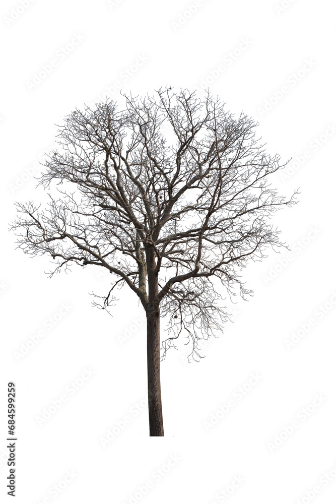 silhouette of dead tree isolated on white background with clipping path. silhouette of dead tree isolated on white background with clipping path.