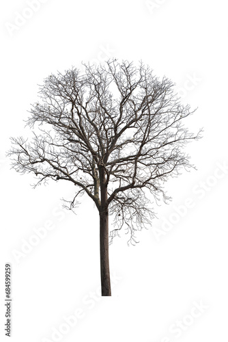 silhouette of dead tree isolated on white background with clipping path.