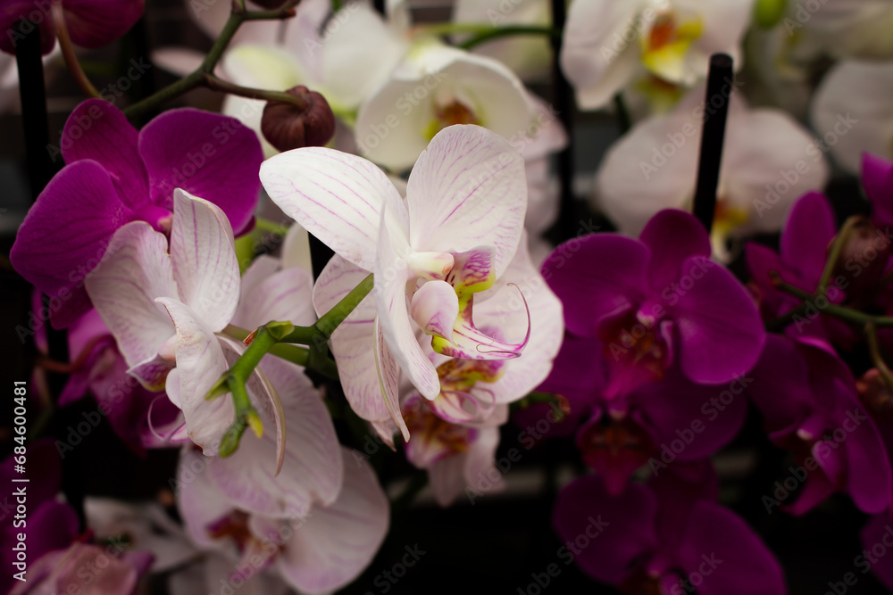 Close up view of orchid flower (Orchidaceae) background. Beautiful flower wallpaper in pink and white colors. Close up view of orchid flower (Orchidaceae) background. Beautiful flower wallpaper in pink and white colors.