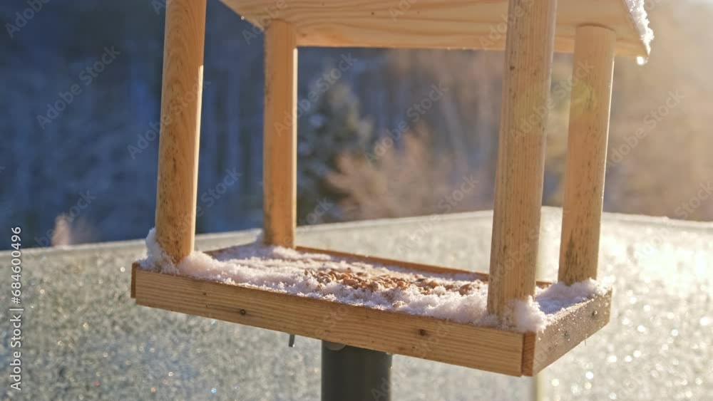 Beautiful Eurasian Blue Tit Passerine Birds Eating Sunflower Seeds from Winter Feeder Box Beautiful Eurasian Blue Tit Passerine Birds Eating Sunflower Seeds from Winter Feeder Box