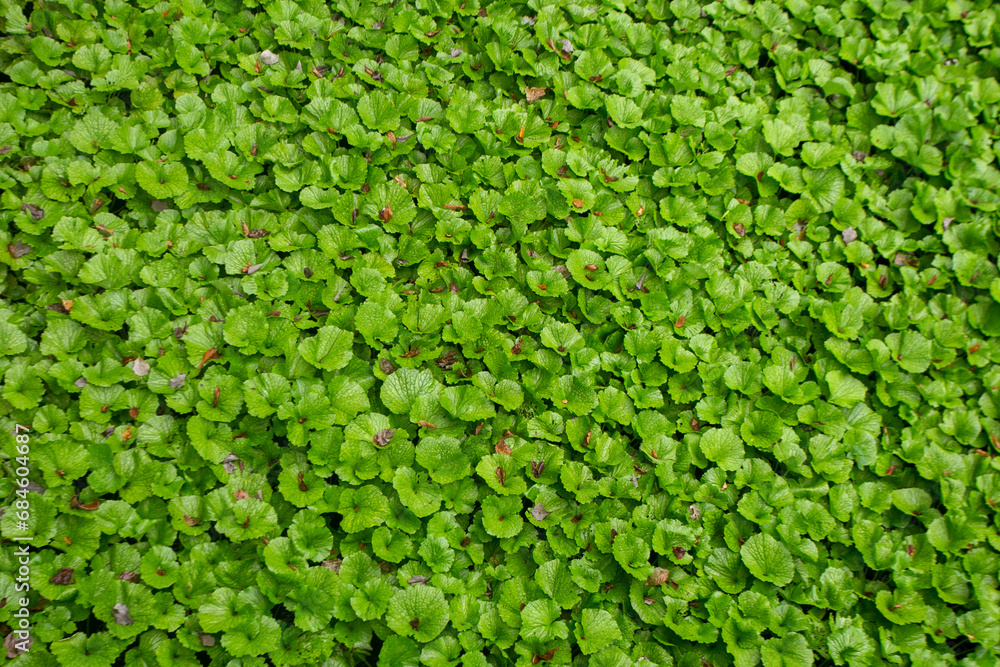 Wasabi farm cultivating fresh and organic Wasabi in fields and terraces in Idakaba, in the Izu Peninsula, Japan. Wasabi farm cultivating fresh and organic Wasabi in fields and terraces in Idakaba, in the Izu Peninsula, Japan.
