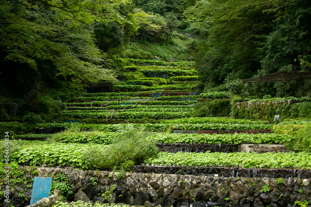 Wasabi farm cultivating fresh and organic Wasabi in fields and terraces in Idakaba, in the Izu Peninsula, Japan.