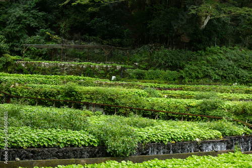 Photos Wasabi farm cultivating fresh and organic Wasabi in fields and terraces in Idakaba, in the Izu Peninsula, Japan