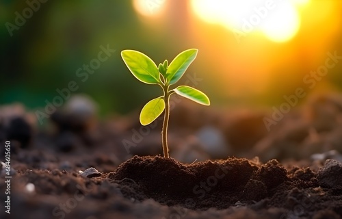 young tree plant growth in soil sunrise