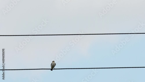 A small bird sits on electrical wires against the blue sky. The northern wheatear or wheatear (Oenanthe oenanthe) is a small passerine bird.  photo