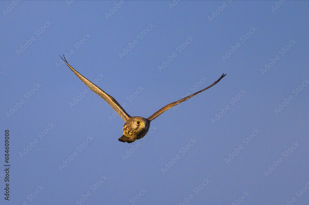 A Common Kestrel in flight on a sunny day in summer A Common Kestrel in flight on a sunny day in summer