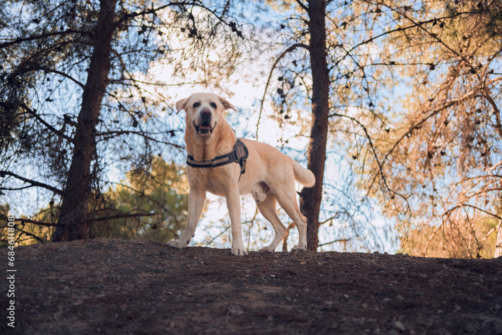 Portrait of a Labrador dog walking through a forest at sunset Portrait of a Labrador dog walking through a forest at sunset