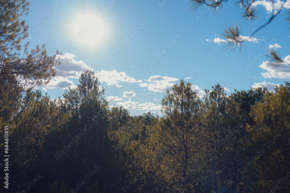 Fototapeta premium Detail of pine trees with blue sky in the background