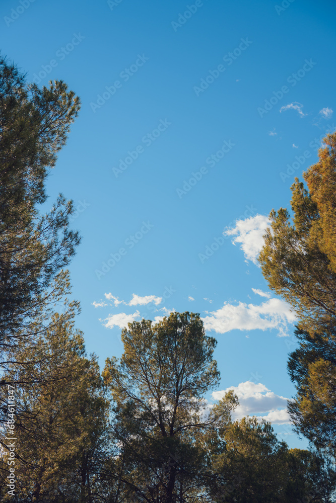 Detail of pine trees with blue sky in the background Detail of pine trees with blue sky in the background