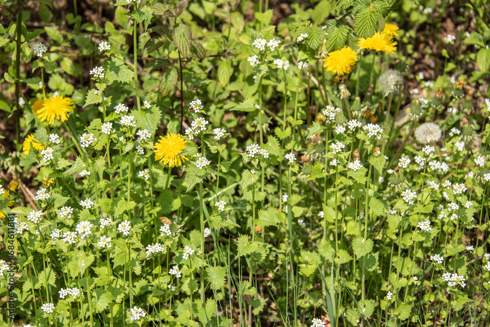 white flowering garlic mustard in bright sunlight