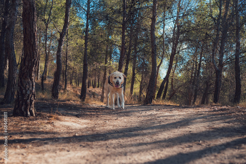 Fototapeta Naklejka Na Ścianę i Meble -  Labrador dog walks through a forest at sunset