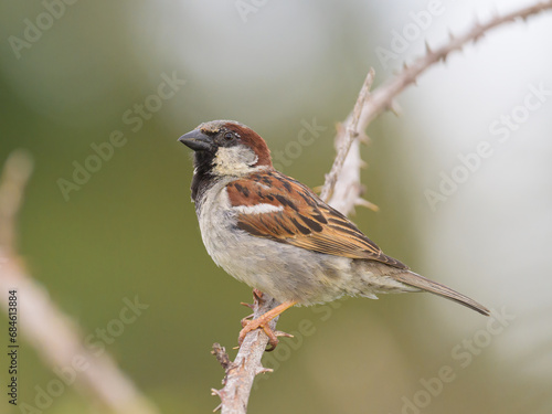 A male House Sparrow sitting on a twig © Stefan
