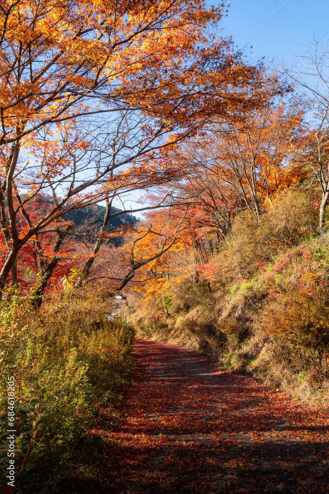 Fototapeta premium 福島県矢祭町 紅葉燃える矢祭山公園