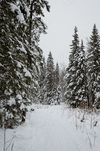 Fototapeta Naklejka Na Ścianę i Meble -  snow-covered Christmas trees in the winter forest