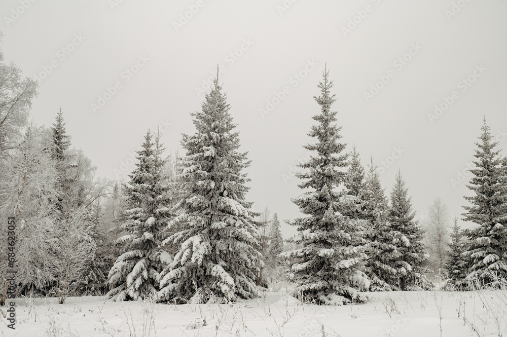 Naklejka premium snow-covered Christmas trees in the winter forest