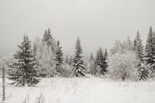 snow-covered Christmas trees in the winter forest