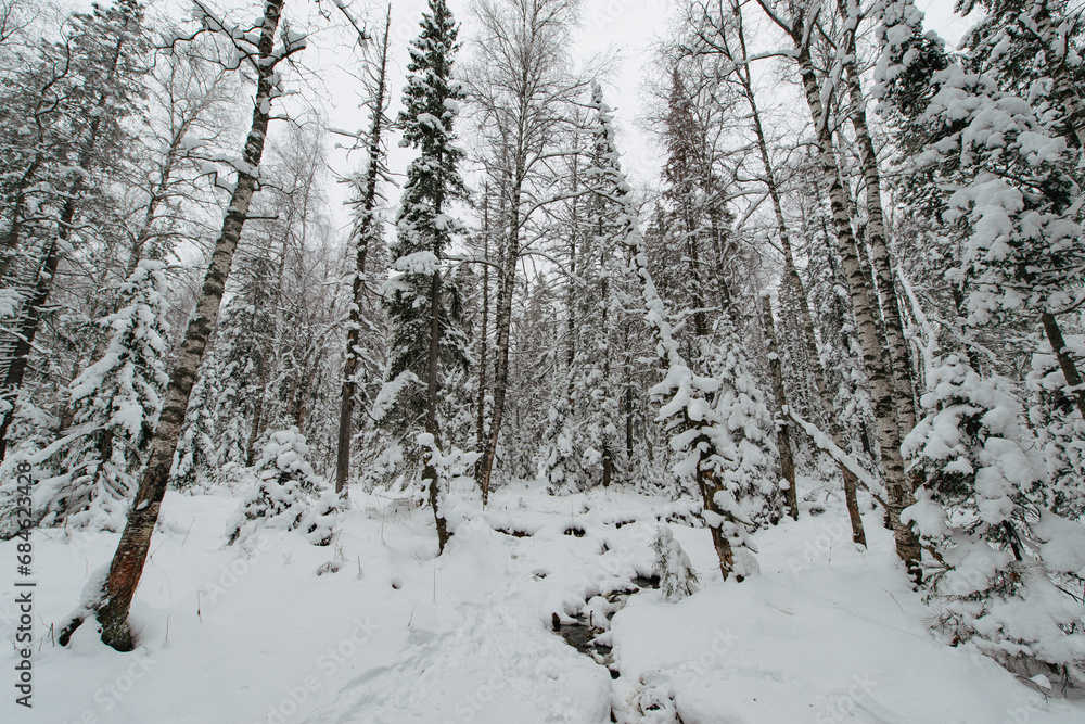 snow-covered Christmas trees in the winter forest snow-covered Christmas trees in the winter forest