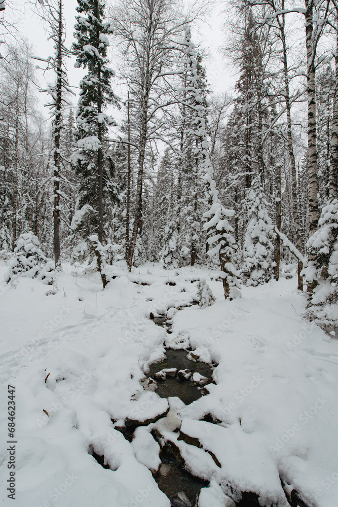 snow-covered Christmas trees in the winter forest snow-covered Christmas trees in the winter forest