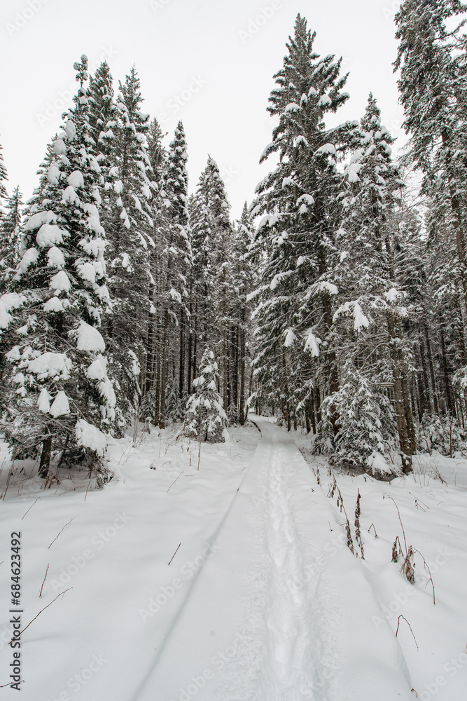 snow-covered Christmas trees in the winter forest snow-covered Christmas trees in the winter forest