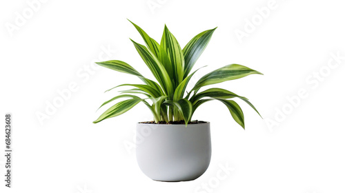 green houseplant isolated on white transparent background.