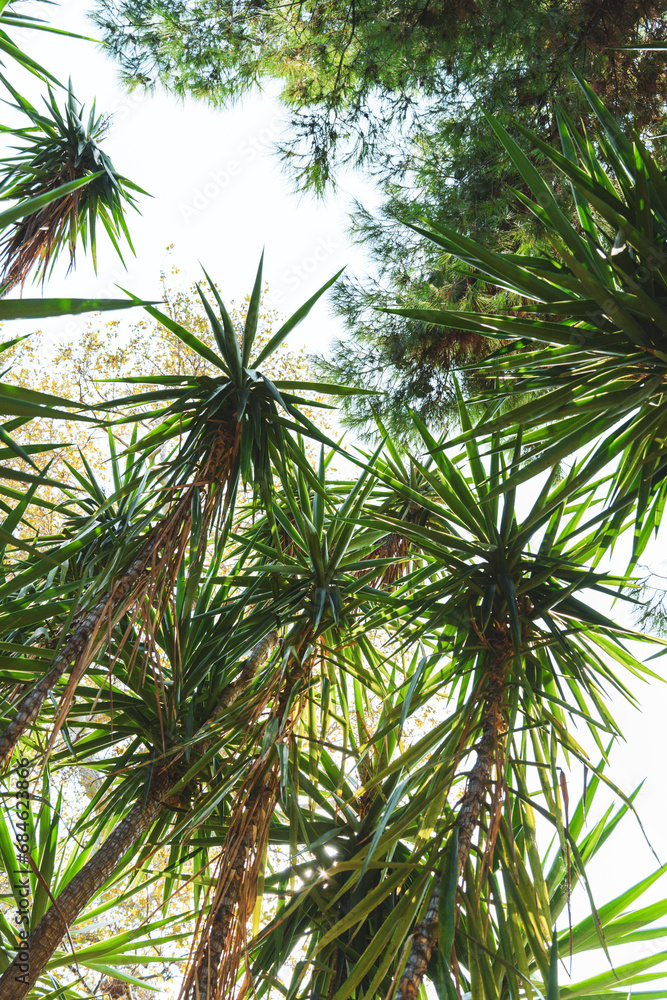 Fototapeta premium Palm trees