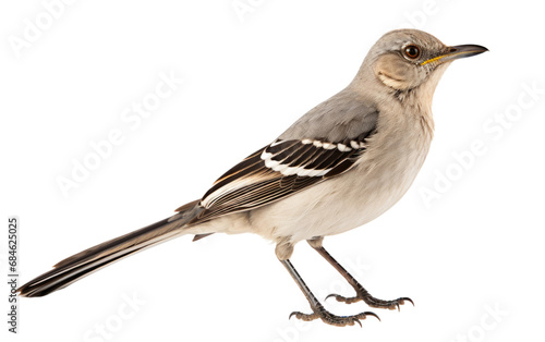 Obraz na płótnie Northern Mockingbird Versatile Singer Isolated on a Transparent Background PNG