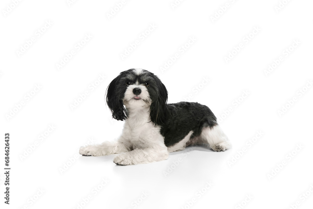 Calm adorable dog, purebred with white-black fur Shi-tzu puppy lying against white background. Pet looks healthy.
