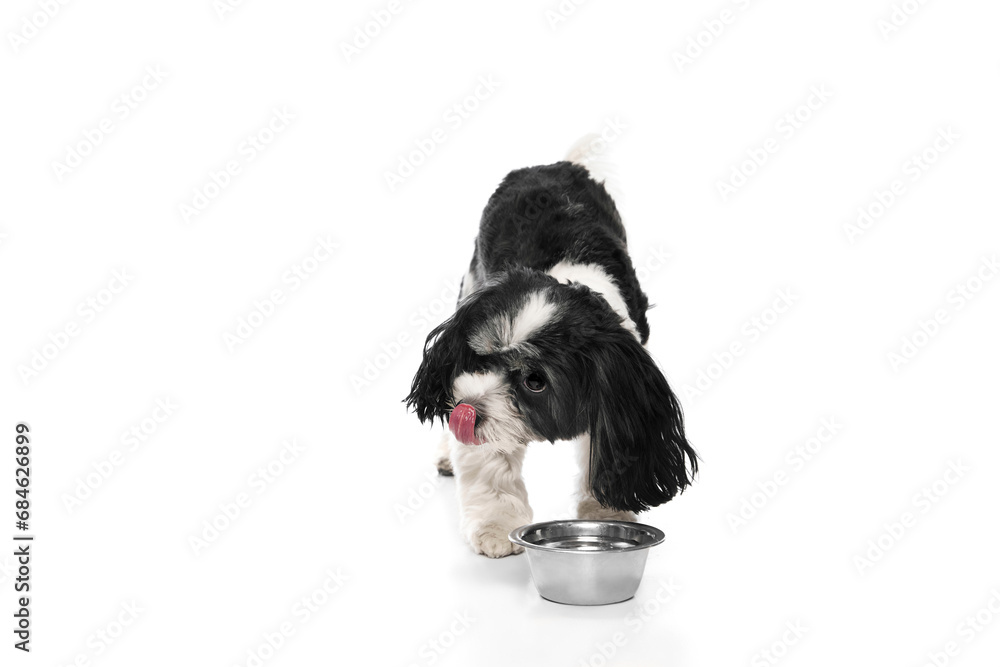 Obraz premium Portrait of cute Si-Tzu with black-white fur standing near dog's bowl and drinks water against white background. Canine food