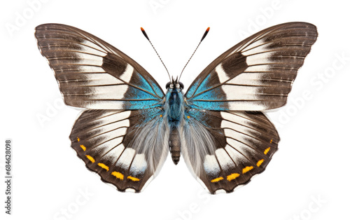 White Letter Hairstreak Subtle Elegance Butterfly Isolated on a Transparent Background PNG © Haider