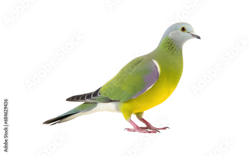 African Green Canopy Dwellers Pigeon Isolated on a Transparent Background PNG
