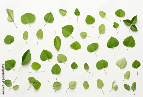 some green leaves are scattered on white background