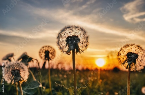 Sunset over a dandelion field with dramatic sky. 