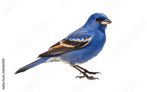 Blue Grosbeak Isolated on a Transparent Background PNG