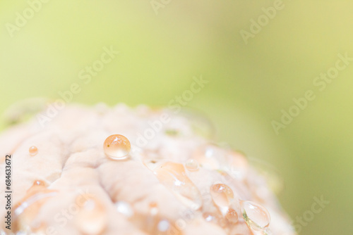 Nature's Jewels: Dewdrops Adorning a Mushroom Cap