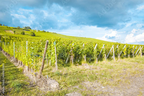 Vineyard Vista: Rows of Grapevines Under a Dynamic Sky