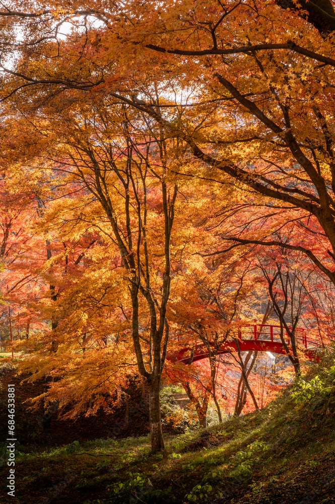 福島県矢祭町　紅葉燃える矢祭山公園