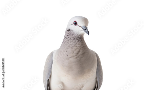 Eurasian Collared Doves Resilient Urban Colonizers Isolated on a Transparent Background PNG photo