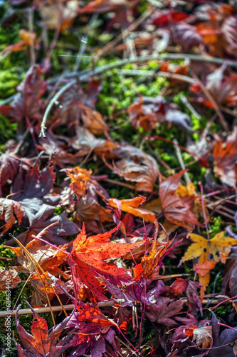 Autumn foliage at the Fuji Five lakes area of Yamanashi prefecture, close to Mount Fuji