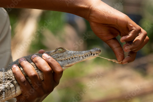 Nile crocodile on hand